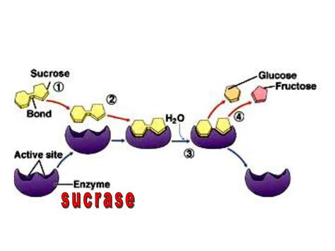 PPT - ENZYMES PowerPoint Presentation, free download - ID:6230275