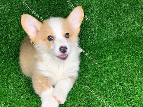 Chó Corgi vàng trắng CG005 tại cửa hàng PetHouse