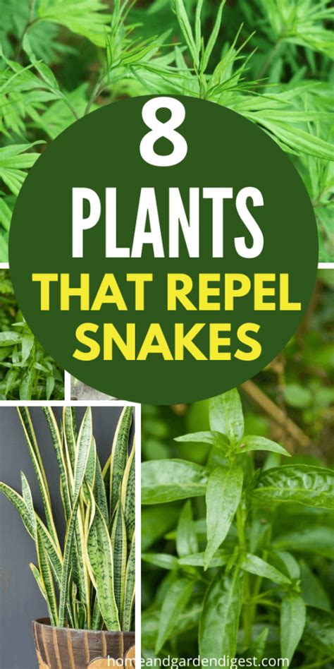 Top 8 Plants That Repel Snakes (Natural Snake Repellent) - HDG