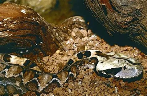 Gaboon Viper - Description, Habitat, Image, Diet, and Interesting Facts