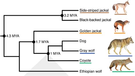 Is There Genetic Overlap Between Dogs And Wolves