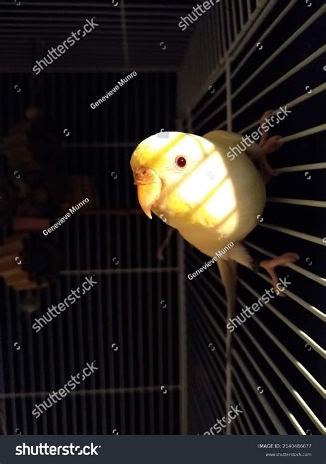 Closeup Yellow Budgie Holding Onto Cage Stock Photo 2140486677 ...