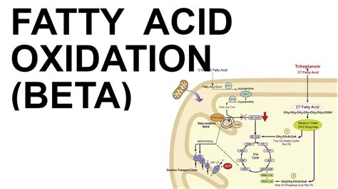 BETA OXIDATION OF FATTY ACID [PART-1] || CARNITINE SHUTTLE|, 54% OFF