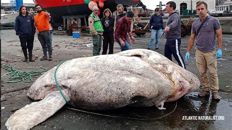 Giant 6,000-pound sunfish sets world record as largest bony fish ...