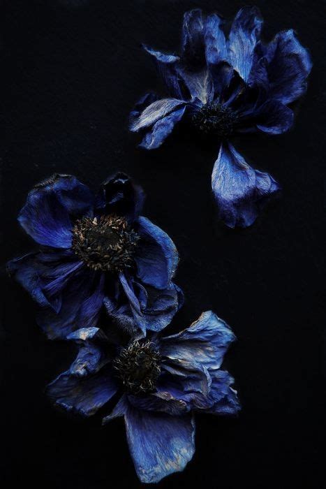 Pin by William Nowell on NAVY BLUE | Dark flowers, Dark art photography ...