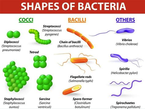 Different types of bacteria - Brainly.in