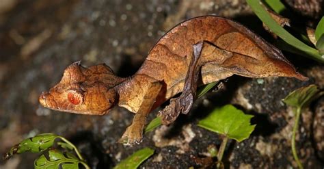 Leaf-Tailed Gecko Animal Facts | AZ Animals