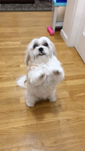 Puppy Please GIF - Puppy Please Dog - Discover & Share GIFs