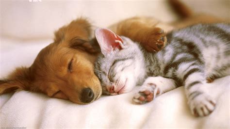 Cute Dog and Cat Wallpaper Free Download