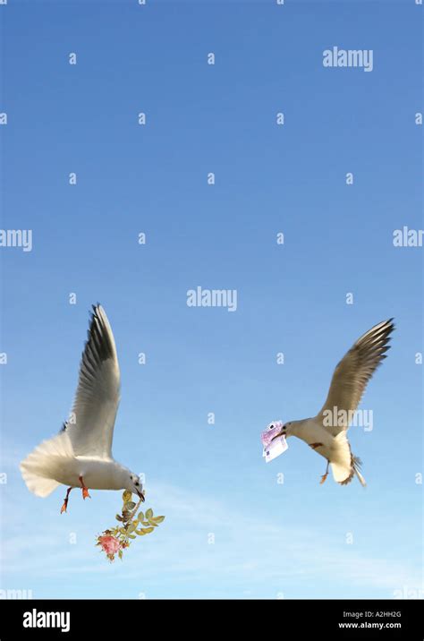 Two Flying Birds Stock Photo - Alamy