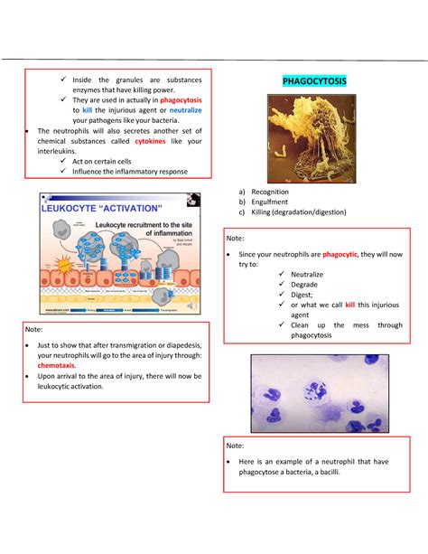 Phagocytosis - Note: Here is an example of a neutrophil that have ...