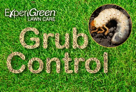 Grub Control - ExperiGreen