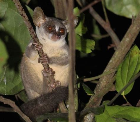 New Dwarf Galago Species Discovered In Angola (5 pics)