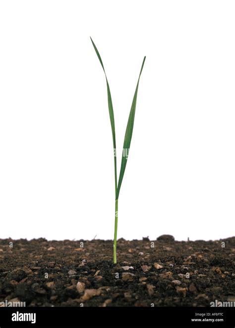 Seedling wheat plant at growth stage 12 white background Stock Photo ...