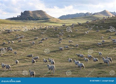 Sheep Farm, New Zealand Royalty Free Stock Photo - Image: 6876885