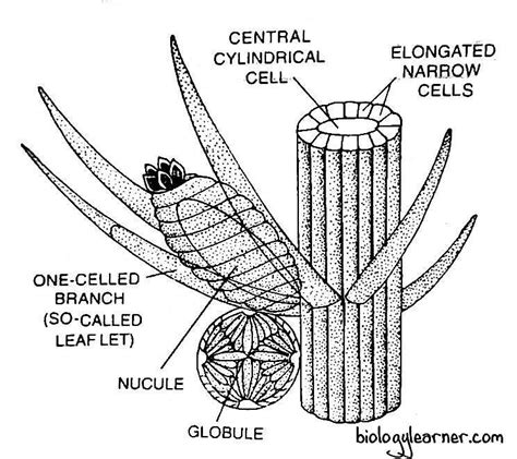 Chara: Features, Occurrence, Structure, Reproduction