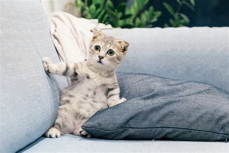 Destructive Scratching: How To Keep Cats Off Your Furniture » CatPointers