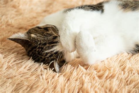 Closeup of a Cute Tabby Cat Sleeping on a Sofa Stock Image - Image of ...