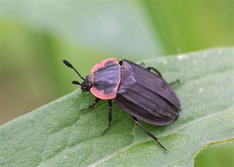 Bug Lady Blog - Margined Carrion Beetle - Riveredge Nature Center