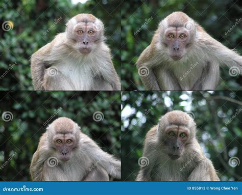 Surprised Monkey Faces Stock Photos - Image: 855813