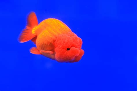 Ranchu Goldfish Care (Diet, Setup, Size & More) - Build Your Aquarium