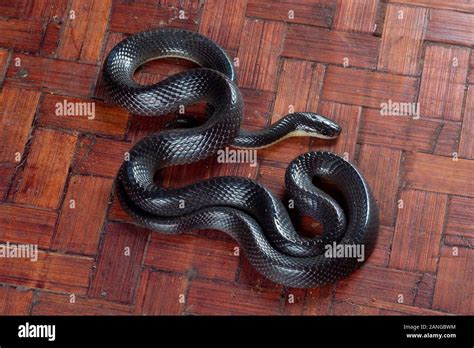 Greater black krait, Bungarus niger venomous snake in the family ...