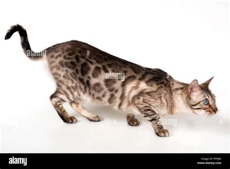 Brown rosetted Bengal cat with blue eyes, crouching, side view Stock ...