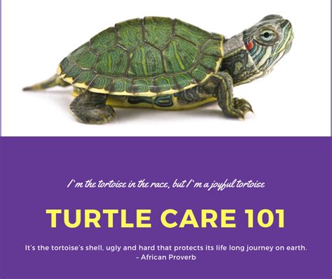 Turtle Care 101: Caring For A Pet Turtle - 2 Paws Up Inc.