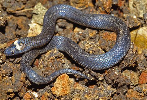 Photos of elapid snakes - family Elapidae