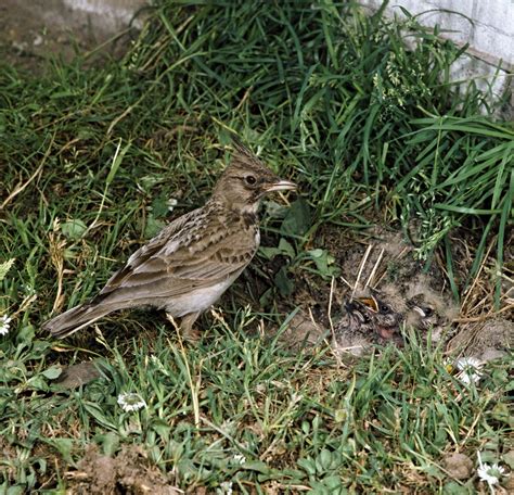 Skylark | Migratory, Songbird, Breeding | Britannica