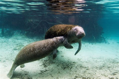 What is a manatee? | The US Sun