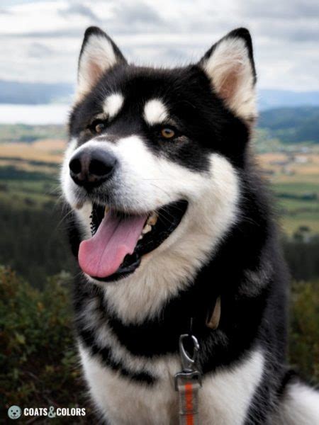 Alaskan Malamute Coat Colors | Coats and Colors