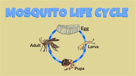 Mosquito Life Cycle - Life Cycle of a Mosquito - YouTube