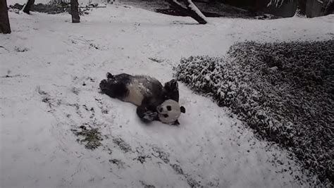 The National Zoo's Pandas Are Having a Snow Day - Nerdist