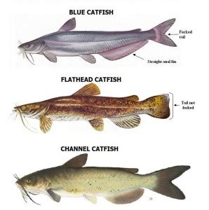 Catfish species and habitats – Catfish & Crappie Conference 2024 ...