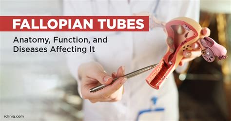 Fallopian Tube Anatomy Hsg