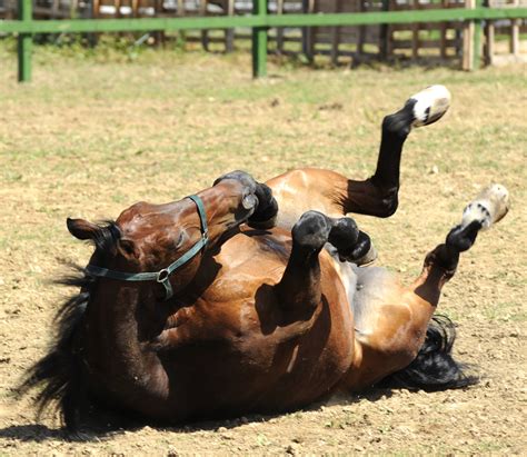 Preventing and Treating Colic | Masterfeeds