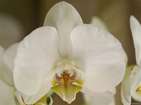 Grow Phalaenopsis hybrids & enjoy an easier life, surrounded by flowers ...