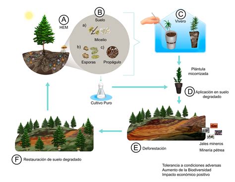 Pinophyta Life Cycle