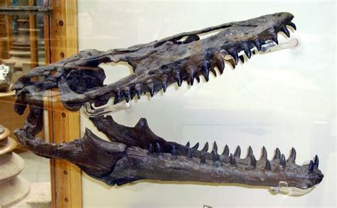 Megalodon vs Mosasaurus: Who would win? - FossilEra.com