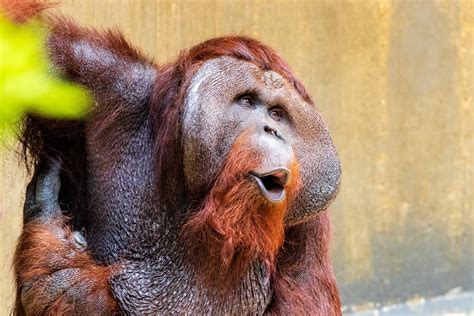 Orangutan communication sheds light on human speech origins | Flipboard