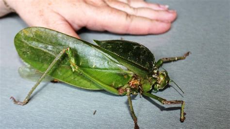 Giant rare bug discovered in Cape York | The Courier-Mail