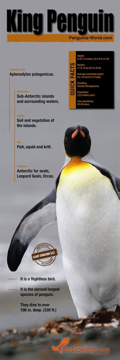 King Penguin Infographic - Animal Facts and Information