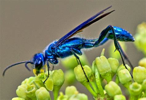 Another metallic blue wasp | My query to bugguide.com has go… | Flickr