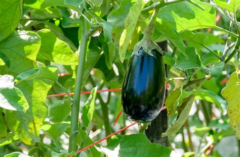 When to Harvest Eggplant? - Go Grow Garden