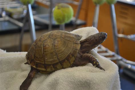 Too legit to quit: Ms. Hammer the turtle has been classroom pet for 27 ...