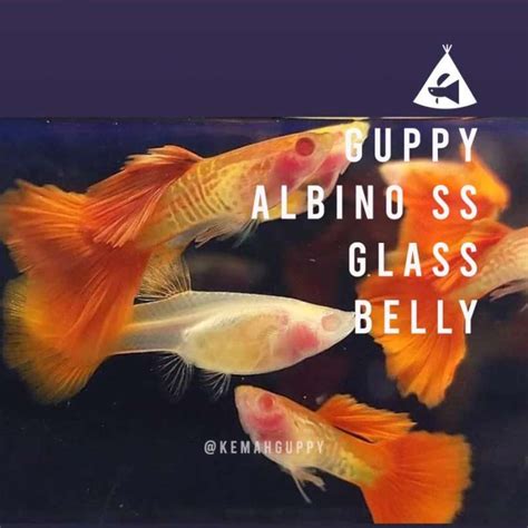 Jual Ikan Guppy Albino Snake Skin Glass Belly Sepasang Indukan Siap ...