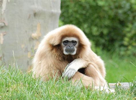 White Handed Gibbon Habitat, Facts, Behavior, Diet