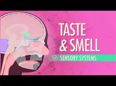 Taste and Smell Instructional Video for 9th - 12th Grade | Lesson Planet