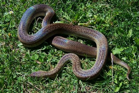 Spotted Python (A. maculosa), Granite morph, Adult Female | Flickr